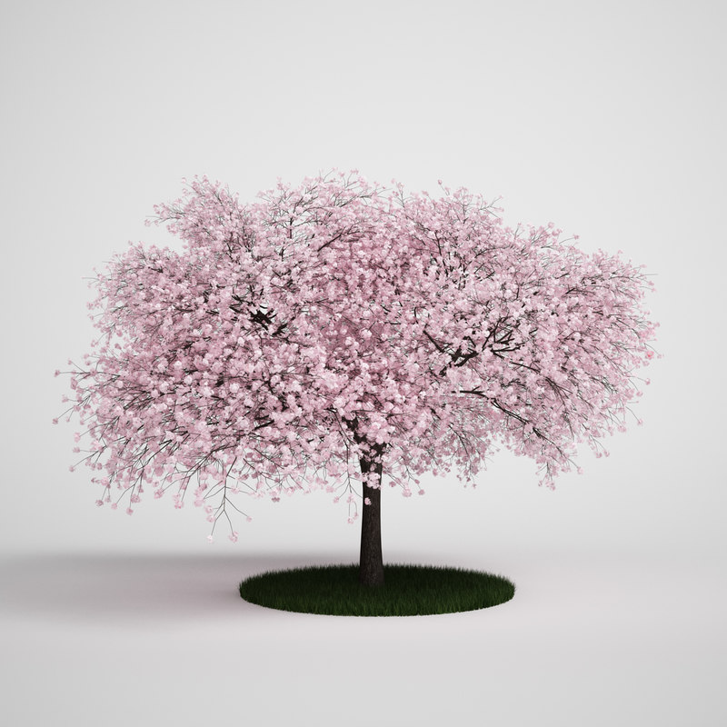 cherry tree 3d free sour cherry prunus 3d model cherry tree 3d free sour cherry prunus 3d model